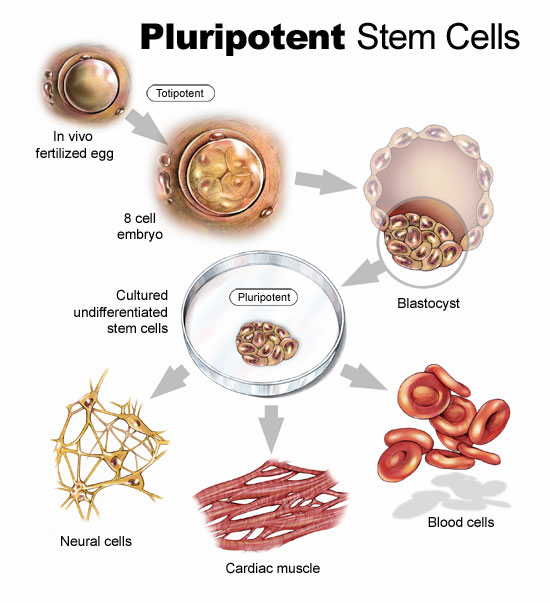 STEM CELL .. สวยหรือเสี่ยง มาดูกัน !!